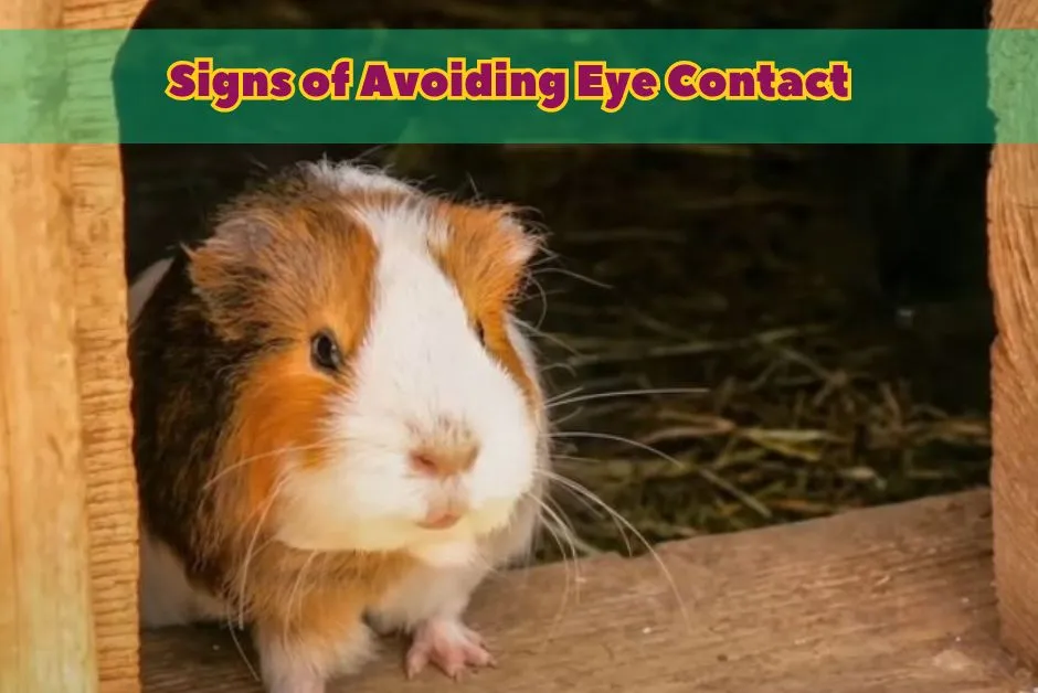 Signs Your Guinea Pig Hates You