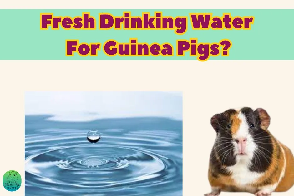 recommended and best diet for guinea pigs