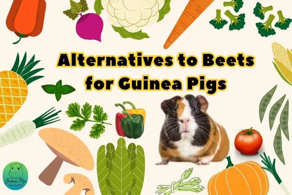 Can Guinea Pigs Eat Beets