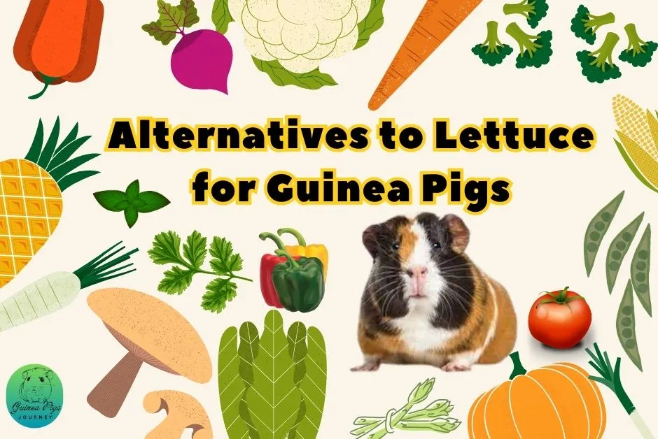 Can Guinea Pigs Eat Lettuce