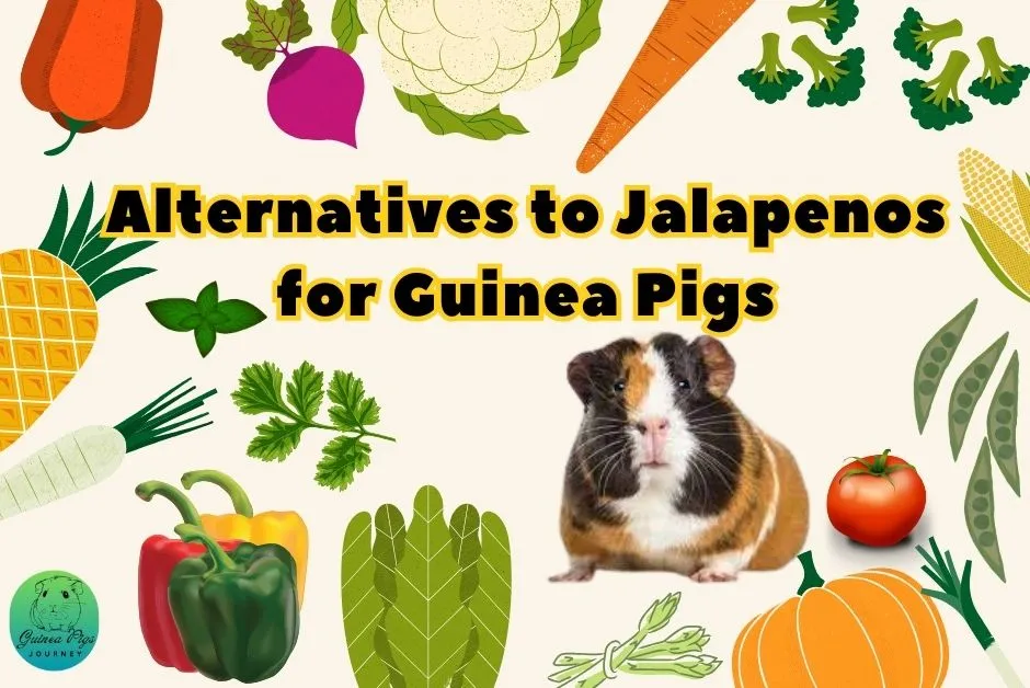 Can Guinea Pigs Eat Jalapenos