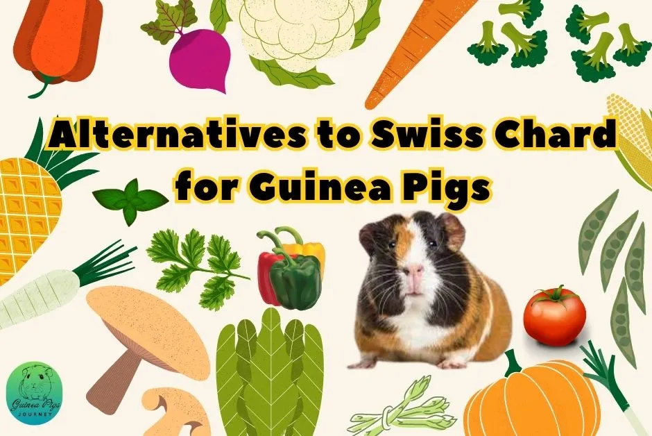 Can Guinea Pigs Eat Swiss Chard