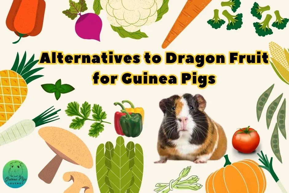 Can Guinea Pigs Eat Dragon Fruit