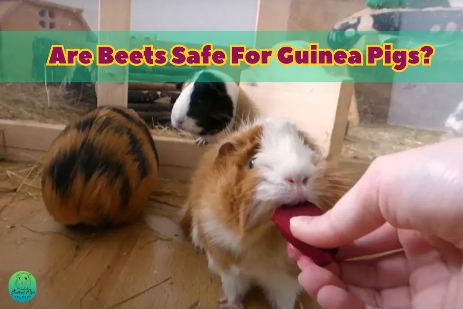 Can Guinea Pigs Eat Beets