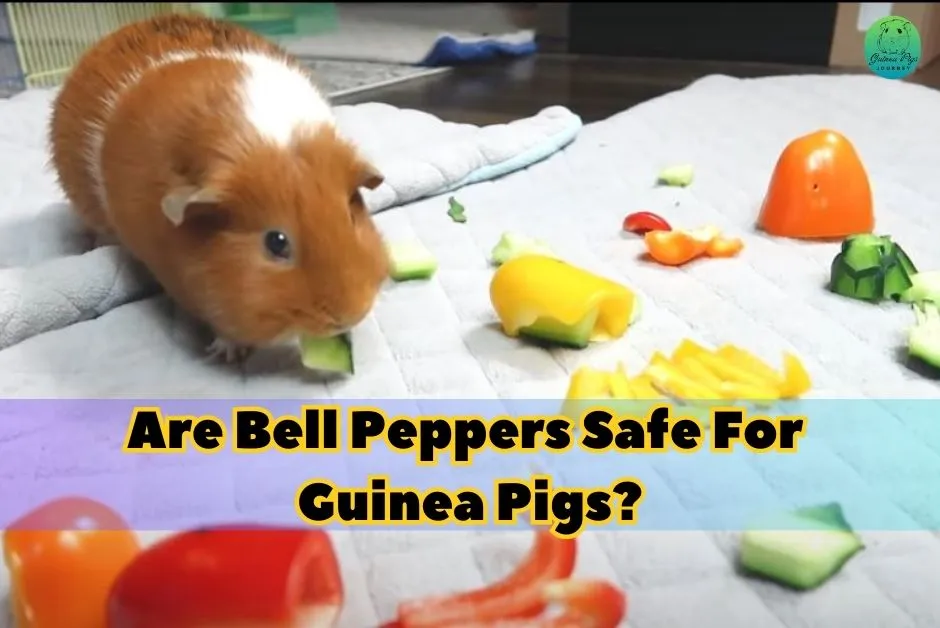 Can Guinea Pigs Eat Bell Peppers