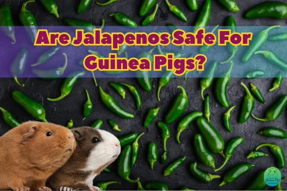 Can Guinea Pigs Eat Jalapenos