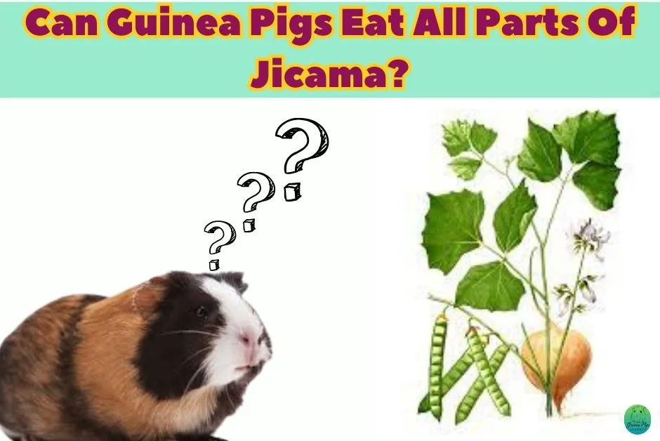 Can Guinea Pigs Eat Jicama