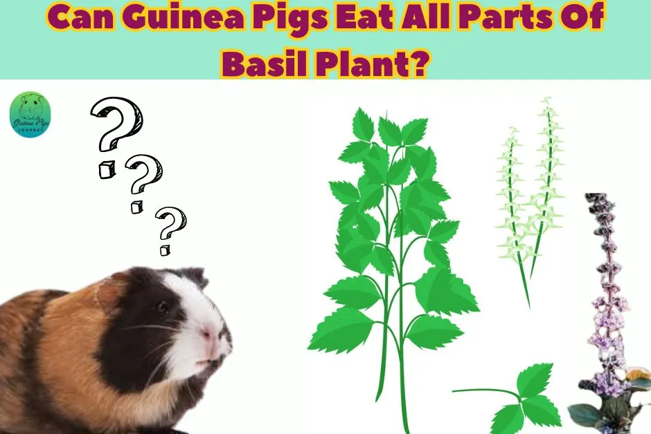 Can Guinea Pigs Eat Basil