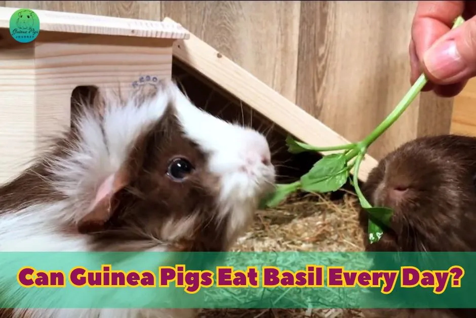 Can Guinea Pigs Eat Basil