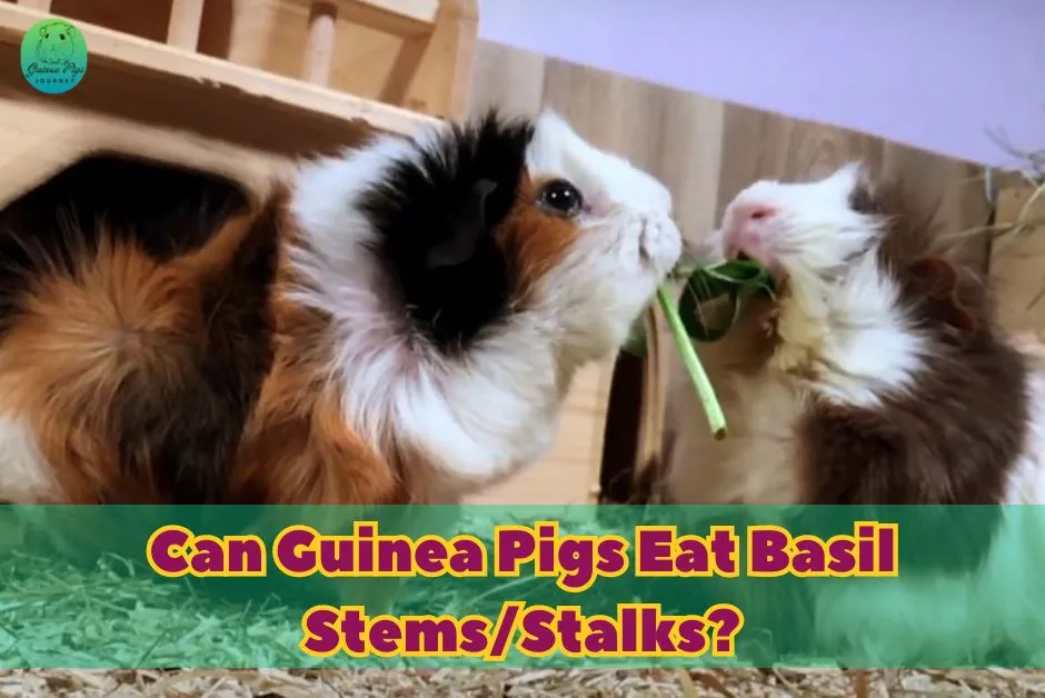 Can Guinea Pigs Eat Basil