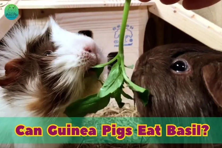 Can Guinea Pigs Eat Basil