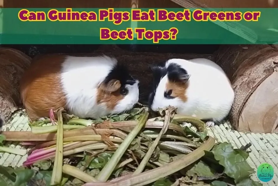 Can Guinea Pigs Eat Beets