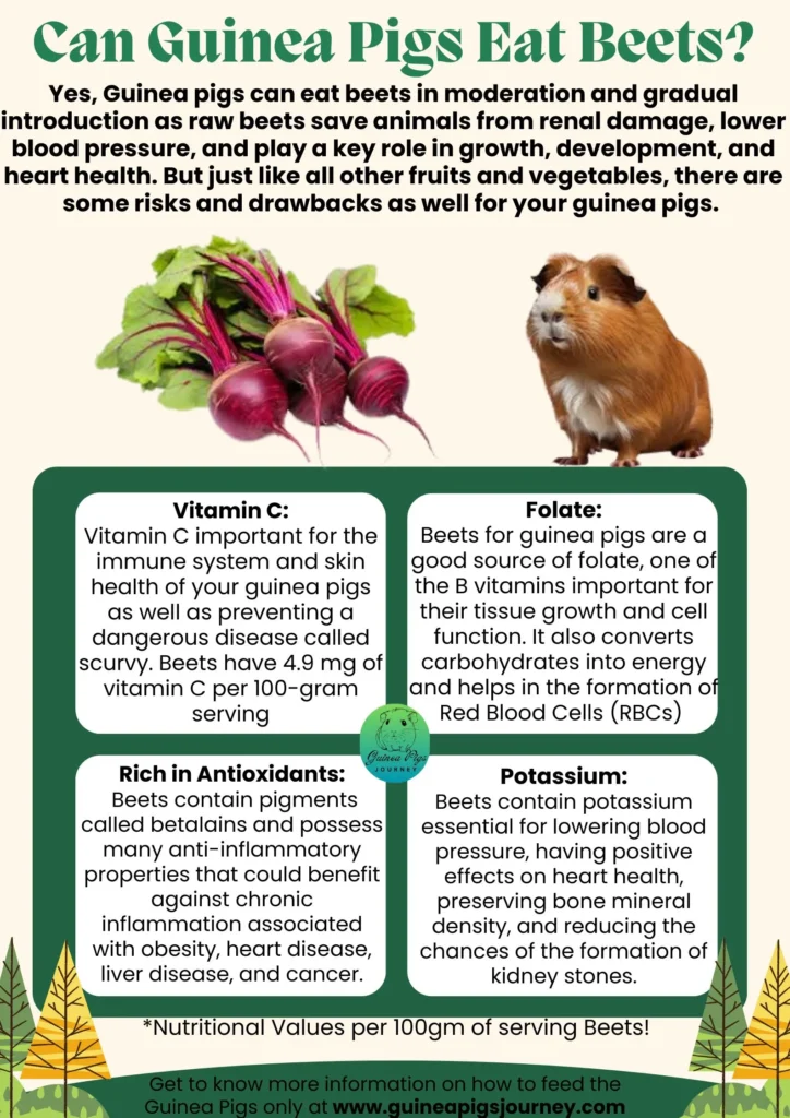 Can Guinea Pigs Eat Beets