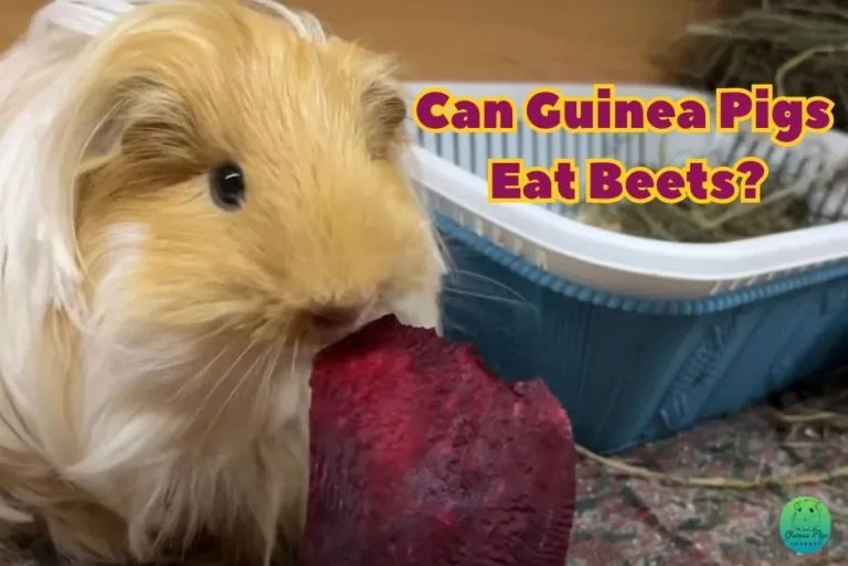 Can Guinea Pigs Eat Beets? (Risks, Benefits, 16 Best Guides & More)