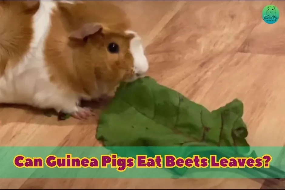 Can Guinea Pigs Eat Beets