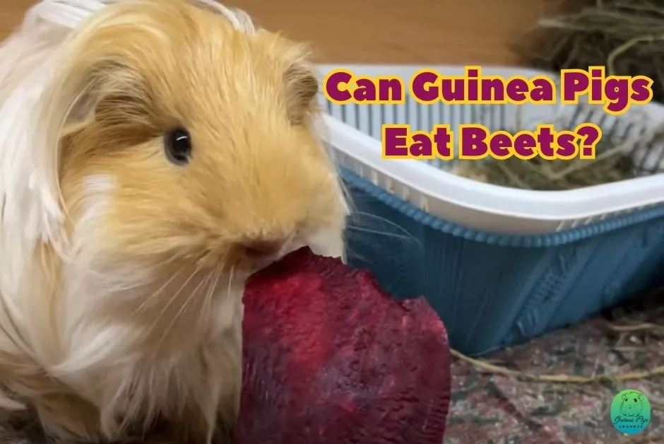 Can Guinea Pigs Eat Beets