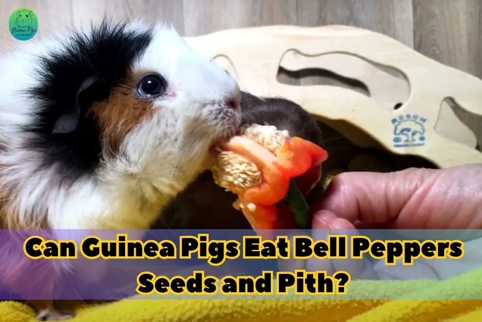 Can Guinea Pigs Eat Bell Peppers