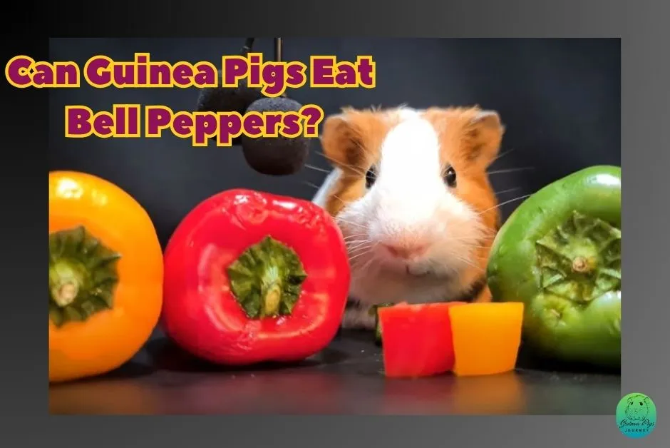 Can Guinea Pigs Eat Bell Peppers