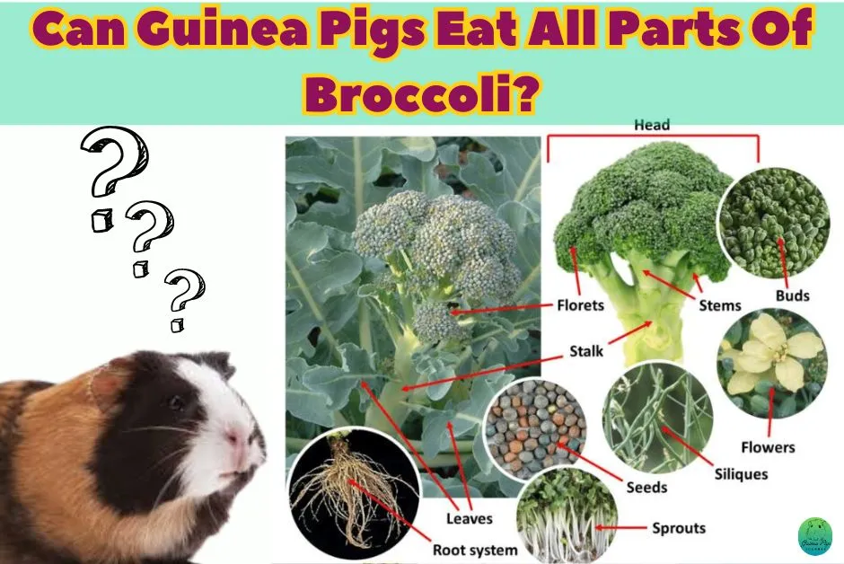 Can Guinea Pigs Eat Broccoli