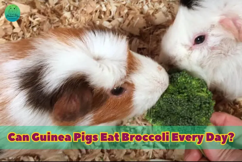 Can Guinea Pigs Eat Broccoli