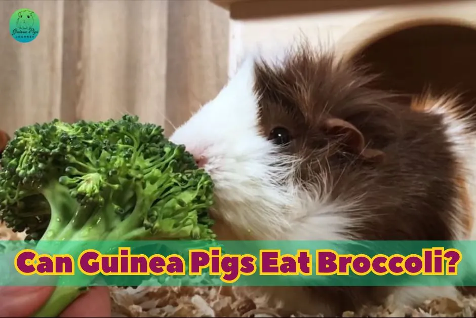 Can Guinea Pigs Eat Broccoli