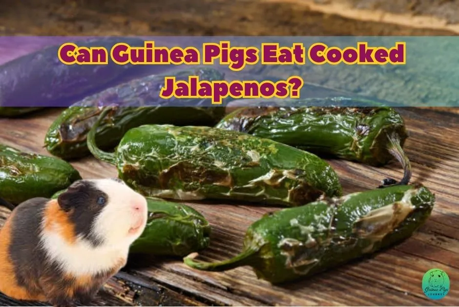 Can Guinea Pigs Eat Jalapenos