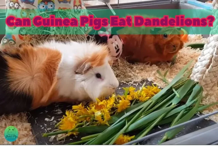 Can Guinea Pigs Eat Dandelions? 15 Ultimate Guides (Nutritional Benefits, Risks, etc.)