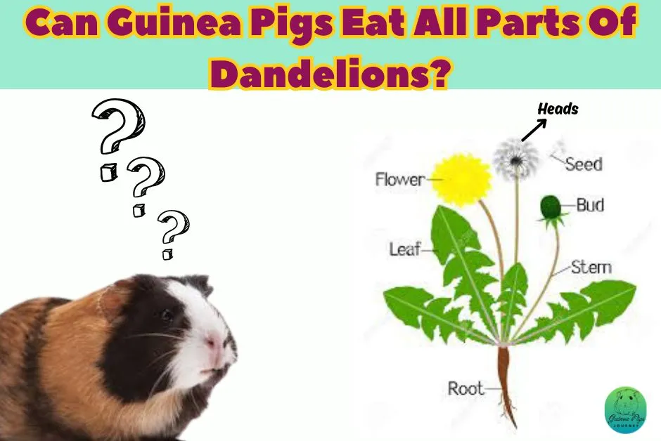 Can Guinea Pigs Eat Dandelions