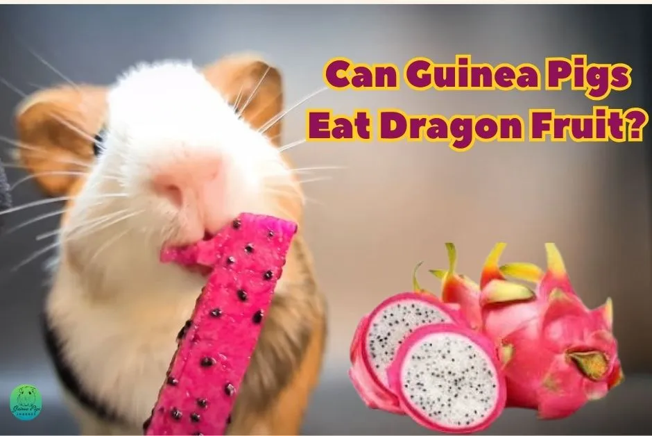 Can Guinea Pigs Eat Dragon Fruit