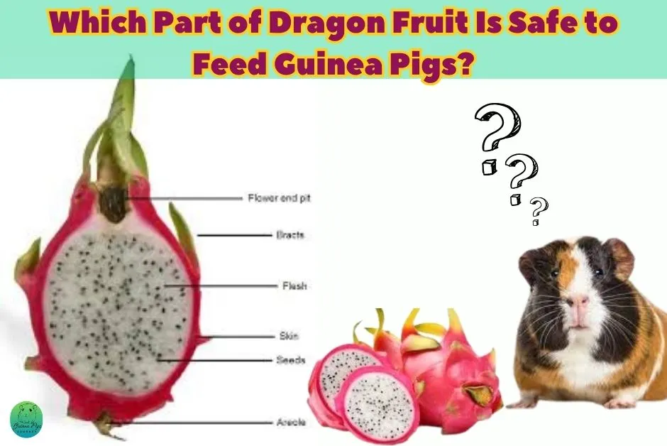 Can Guinea Pigs Eat Dragon Fruit