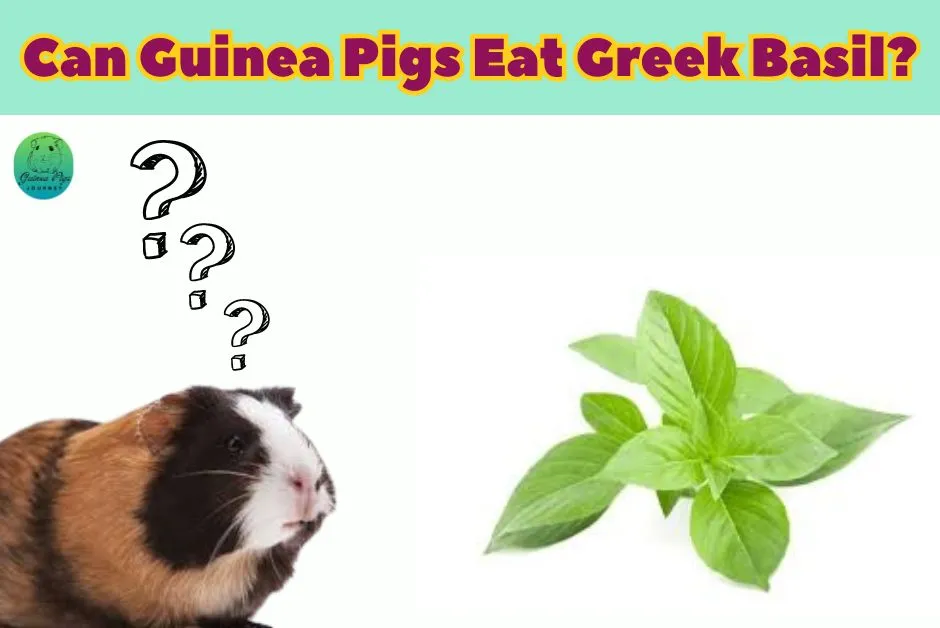 Can Guinea Pigs Eat Basil