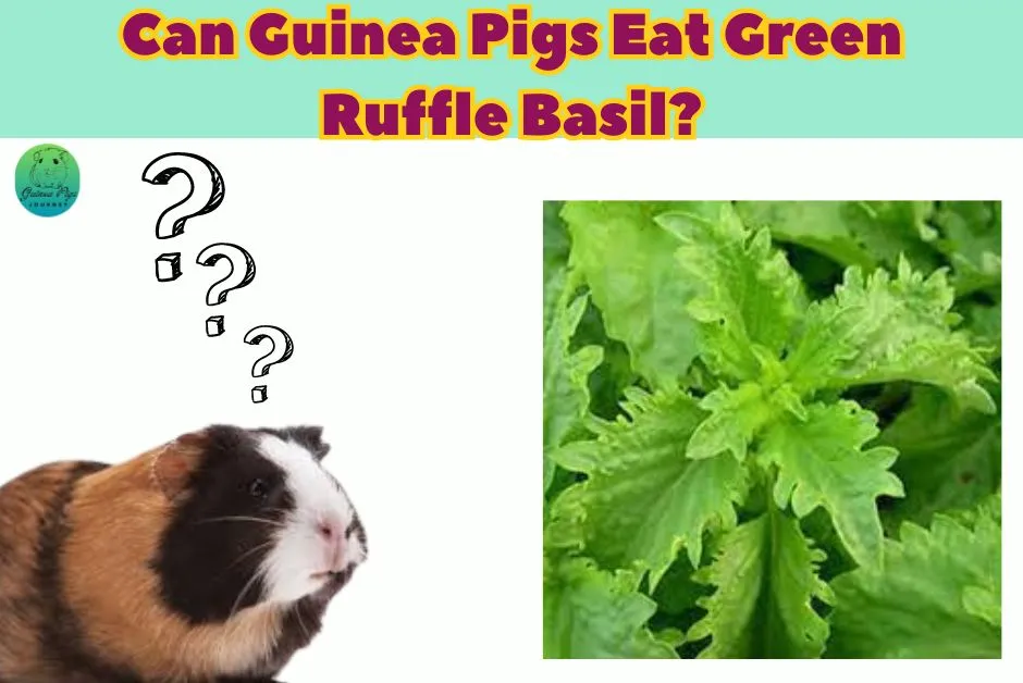 Can Guinea Pigs Eat Basil