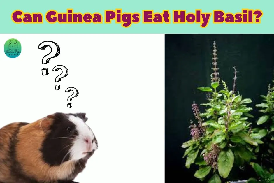 Can Guinea Pigs Eat Basil