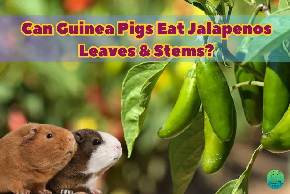 Can Guinea Pigs Eat Jalapenos