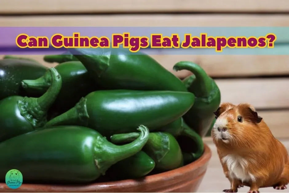 Can Guinea Pigs Eat Jalapenos