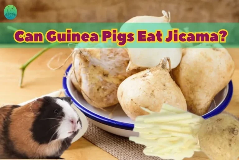 Can Guinea Pigs Eat Jicama? (Hazards, Benefits, 18 Best Guides & More)