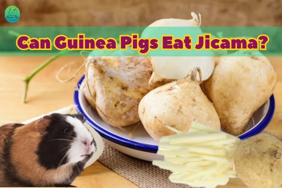 Can Guinea Pigs Eat Jicama