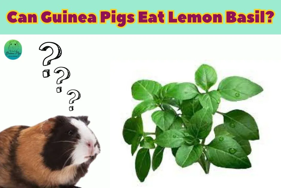 Can Guinea Pigs Eat Basil