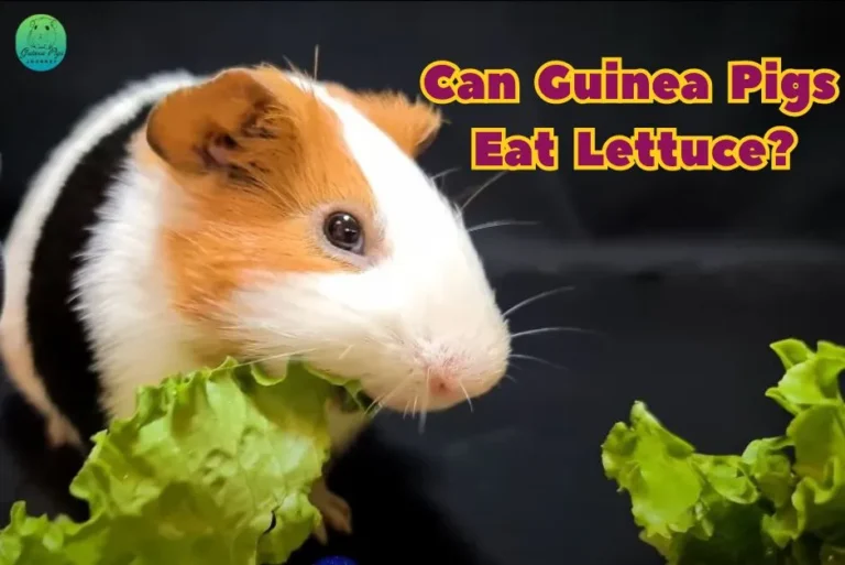 Can Guinea Pigs Eat Lettuce? (Risks, Benefits, 14 Best Guides & More)
