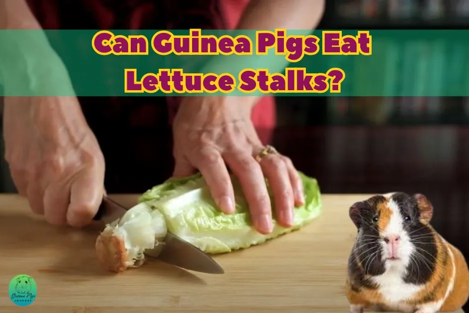 Can Guinea Pigs Eat Lettuce