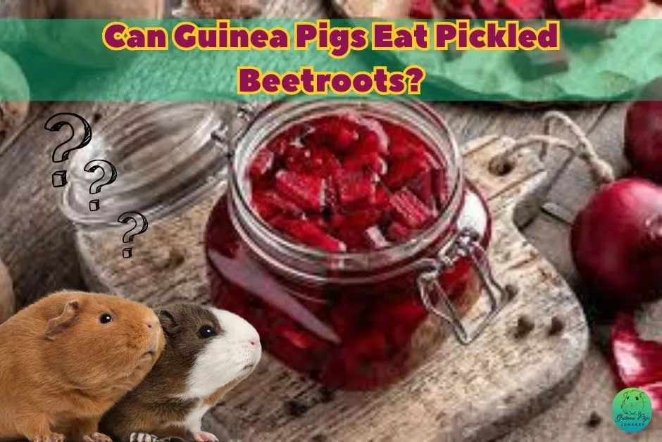 Can Guinea Pigs Eat Beets