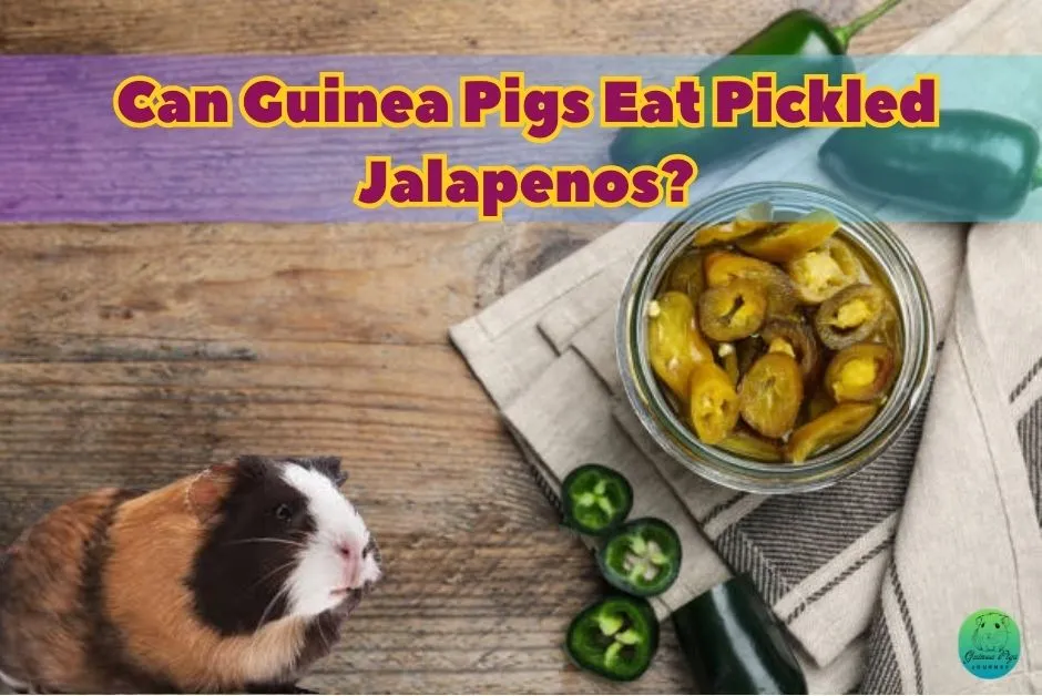 Can Guinea Pigs Eat Jalapenos