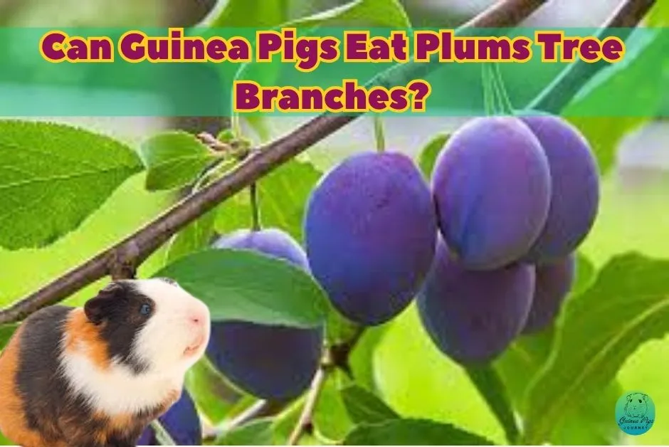 Can Guinea Pigs Eat Plums