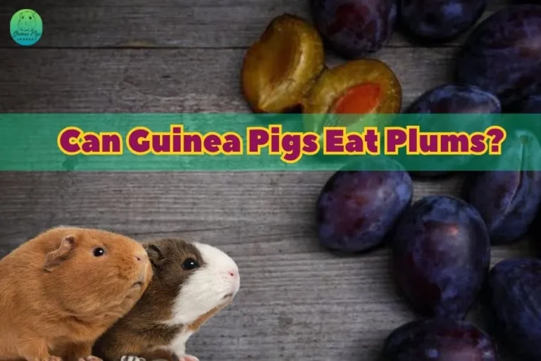 Can Guinea Pigs Eat Plums