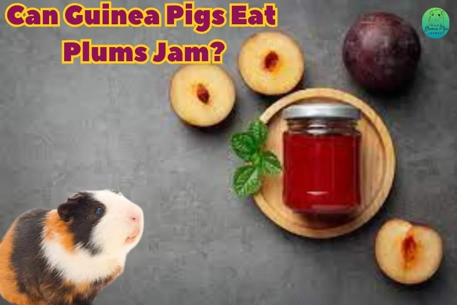 Can Guinea Pigs Eat Plums