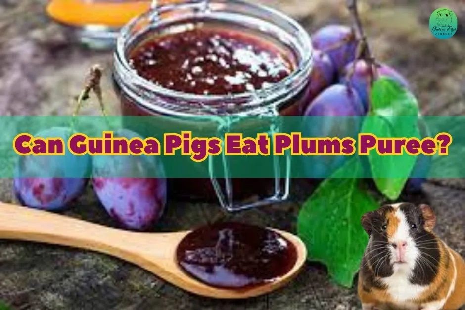 Can Guinea Pigs Eat Plums