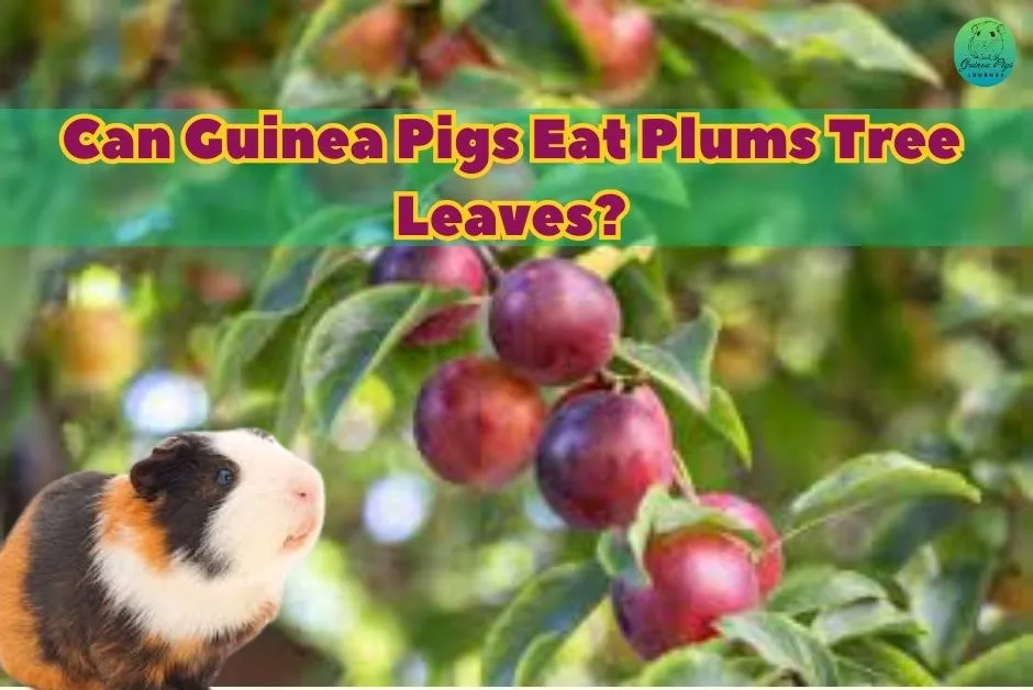 Can Guinea Pigs Eat Plums