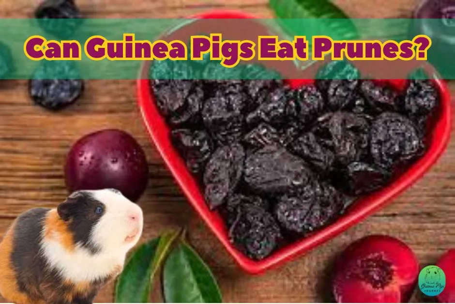 Can Guinea Pigs Eat Plums?