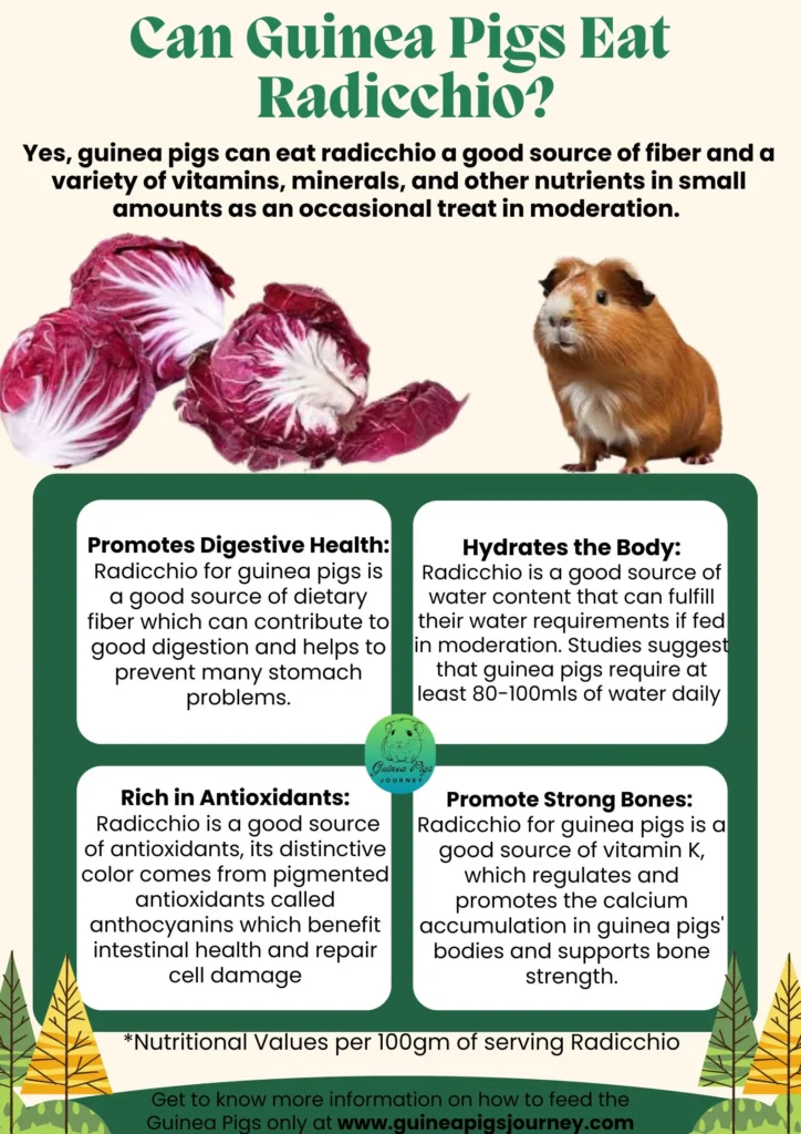 Can Guinea Pigs Eat Radicchio