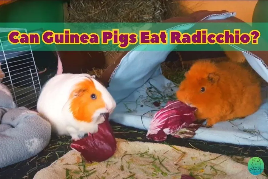 Can Guinea Pigs Eat Radicchio